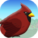 Bird On Trip(а׿)