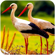 ɺģİ(The White Stork) 1.0.4